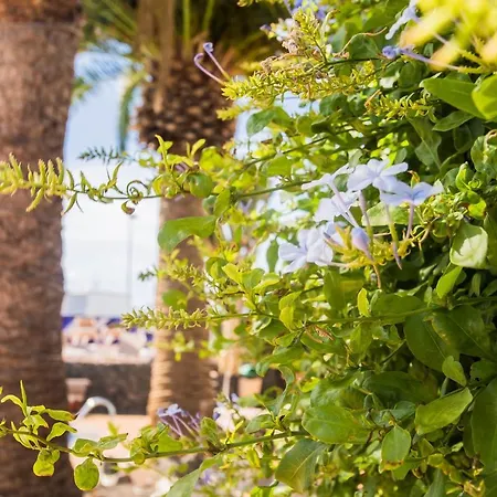 Lejlighedshotel Tulipanes Puerto del Carmen (Lanzarote)